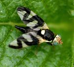 Urophora.cardui.female.jpg