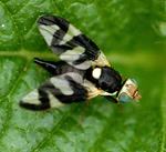 Urophora.cardui.female.jpg