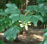 Acer pseudoplatanus 2.jpg