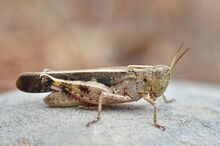 Aiolopus strepens male (7973656706).jpg