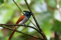 Asian Paradise-flycatcher (Female).jpg