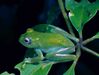 Boophis andreonei.jpg