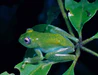 Boophis andreonei.jpg