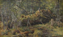 Branches. A Study by Ivan Shishkin (1880s-90s).jpg