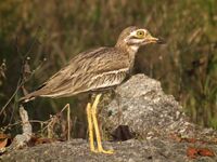 Burhinus indicus, central India.jpg