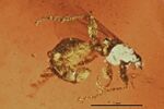 Burmomyrma rossi BMNHP19125 01.jpg