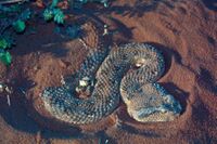 Cerastes gasperetti (hornless).jpg