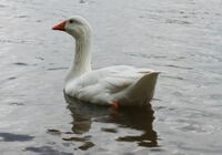 Domestic goose thegreenj.jpg