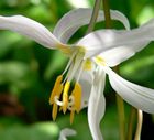 Erythronium revolutum 8.jpg