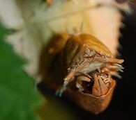 Extatosoma tiaratum Vagina.JPG