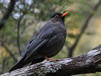 Indian Blackbird.jpg