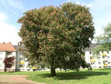 Köln-Höhenberg Germaniasiedlung Rotkastanie.jpg