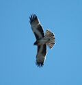 Little Eagle flight gore jun06.jpg
