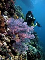 Pulau Latondu kecil.jpg