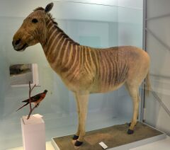 Quagga Naturhistorisches Museum Basel 27102013 3.jpg