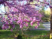 Redbud.jpg