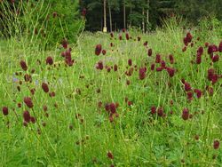 Sanguisorba officinalis in Russia.jpg