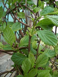 Schisandra chinensis (Leaves and buds).JPG