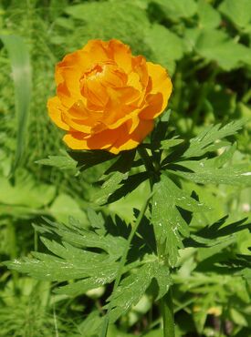 Trollius asiaticus tsk36.jpg