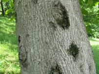 Vernicia fordii1.jpg
