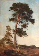 Сосна на Валааме (Шишкин).jpg