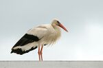A white stork at Melrose - geograph.org.uk - 854139.jpg