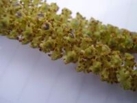 Alnus glutinosa133.jpg