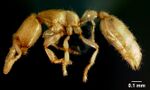 Anillomyrma decamera casent0179568 profile 1.jpg