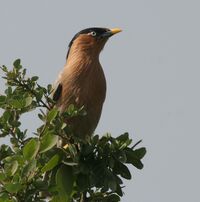Brahminy Starling (Sturnus pagodarum) in Hyderabad W IMG 4470.jpg