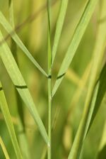 Calamagrostis phragmitoides 03.JPG