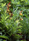 Cypripedium calceolus wiki mg-k01.jpg