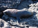 Galapagos Fur Seal.jpg