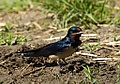 Hirundo rustica -Saxony, Germany-8.jpg