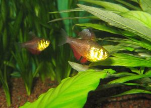 Hyphessobrycon flammeus PiaH.jpg