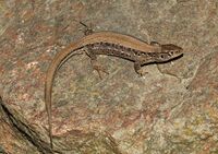 Lacerta agilis female 2014 G2.jpg