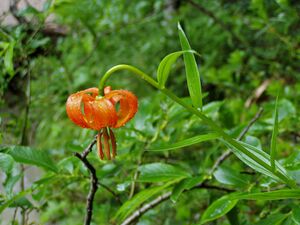 Lilium carniolicum tscheppaschlucht 02.jpg
