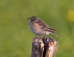 Meadow-Pipit.jpg