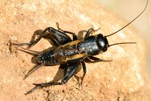 Melanogryllus desertus (21691304143).jpg