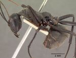 Notostigma carazzii casent0102089 profile 1.jpg