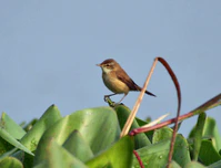 Paddyfield Warbler (Acrocephalus agricola) in Kolkata Im IMG 0496.jpg