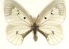 Parnassius.mnemosyne.mounted.jpg