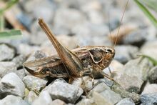 Platycleis tesselata female (5012537076).jpg