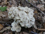 Polyporus umbellatus 65390800.jpg