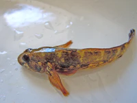 Ponticola ratan 7.jpg