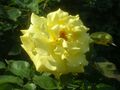 Rosa Goldener Sommer 1983.JPG