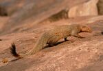 Ruddy-mongoose.jpg
