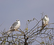 Scissor-tailed Kite.jpg