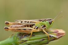 Stenobothrus nigromaculatus female (9563603109).jpg