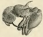 Wheeler 1915i-84 Stiphromyrmex robustus.jpg
