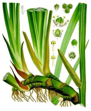 Acorus calamus - Köhler–s Medizinal-Pflanzen-006.jpg